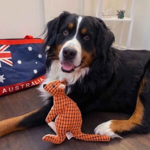 Bernese Mountain Dog with kangaroo dog toy laying down in a hallway in front of an Australian flag purse